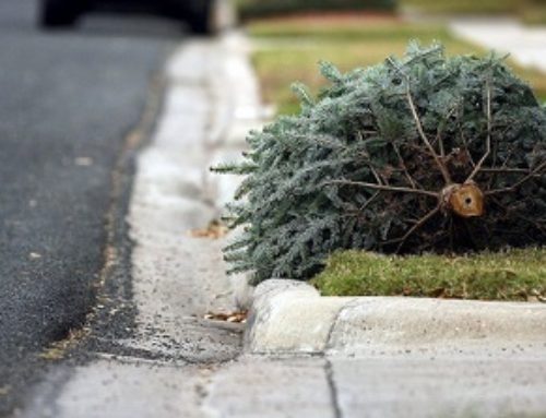 DeKalb Offers Free Christmas Tree  Curbside Collection